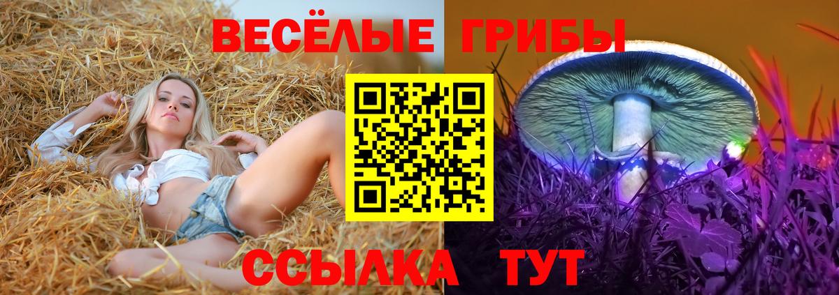 Галлюциногенные грибы Psilocybine cubensis Можайск